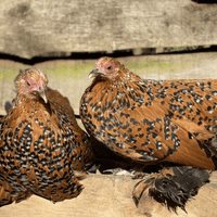 Sablepoots (Booted Bantams) - Back March 2027