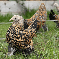 Sablepoots (Booted Bantams) - Back March 2027