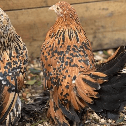 Sablepoots (Booted Bantams) - Back March 2027