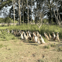 SALE (Imperfect) POL Adult Indian Runner Ducks