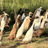 SALE (Imperfect) POL Adult Indian Runner Ducks
