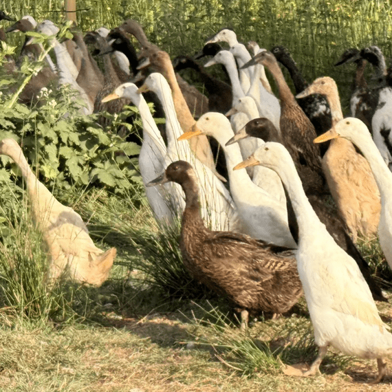 SALE (Imperfect) POL Adult Indian Runner Ducks