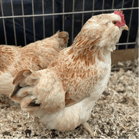 Salmon Favourelle Chickens  - Available Now