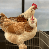 Salmon Favourelle Chickens  - Available Now