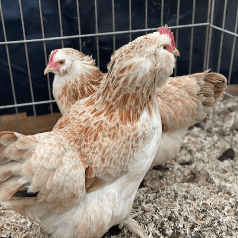 Salmon Favourelle Chickens  - Available Now
