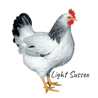 Select On The Day Chickens - Available Now