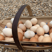 Select On The Day Chickens - Available Now