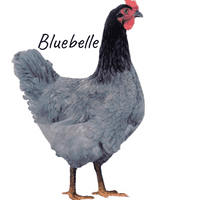 Select On The Day Chickens - Available Now