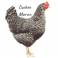 Select On The Day Chickens - Available Now