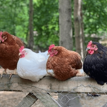 Select On The Day Chickens - Available Now