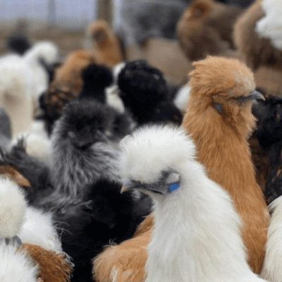 Silkie Chicken Hatching Eggs  - Available Now
