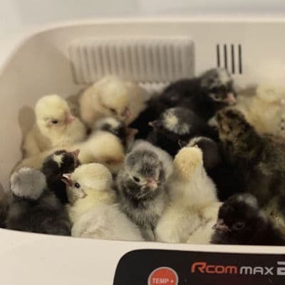 Silkie Day Old Chicks - Next Available Spring 2025