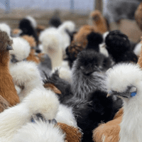 Silkie Day Old Chicks - SOLD OUT