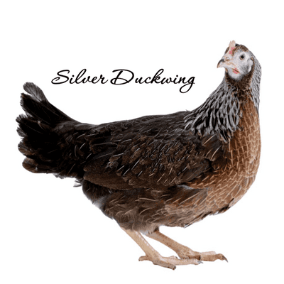 Silver Duckwing POL Chicken | Available 1st March 2026
