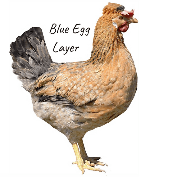 Skyline | Easter Egger | Devon Blue | Order Now - Collect From 19th September