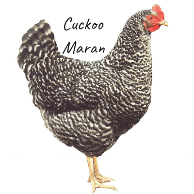 Speckedly | Cuckoo | Speckedly Maran | Order Now - Collect From 19th September