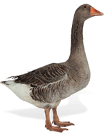 Toulouse Dewlap Utility Gosling - Sexed Hatching 7th April  2026