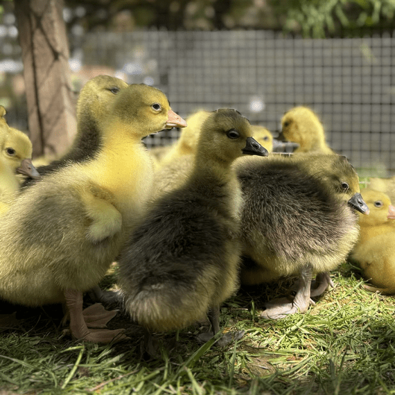 Toulouse Dewlap Utility Gosling - Sexed Hatching 7th April  2026