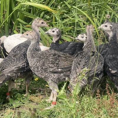 Turkey Chicks Turkey Poults off Heat & Outside