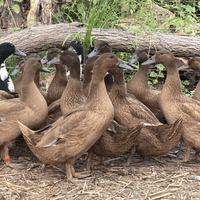 VIP Selection of Pure-Breed Duck Hatching Eggs - BACK MARCH 2027