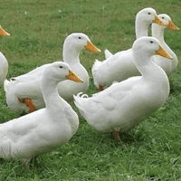 VIP Selection of Pure-Breed Duck Hatching Eggs - BACK MARCH 2027