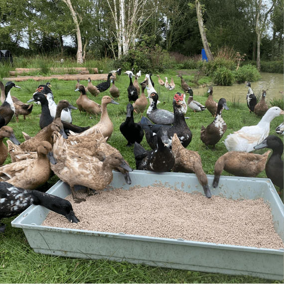 VIP Selection of Pure-Breed Duck Hatching Eggs - BACK MARCH 2027