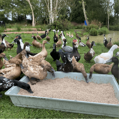 VIP Selection of Pure-Breed Duck Hatching Eggs