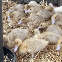 White Female Ducklings Like Aylesbury Available NOW