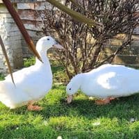 White Female Ducklings Like Aylesbury Available NOW