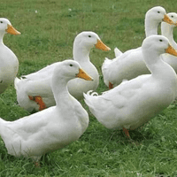 White Female Ducklings Like Aylesbury Available NOW