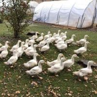 White Female Ducklings Like Aylesbury Available NOW