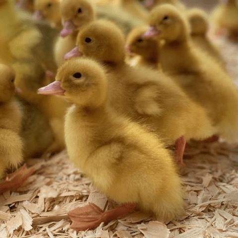 White Female Ducklings Like Aylesbury Available NOW