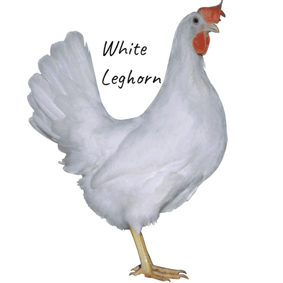 White Leghorn | White Star | Available AUGUST 16th