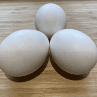 White Leghorn | White Star | Available Now