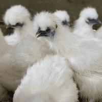 White Silkie Chickens - Available Now
