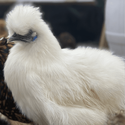 White Silkie Chickens - Available Now