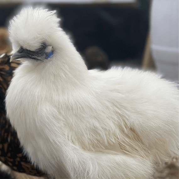 White Silkie Chickens - Available Now