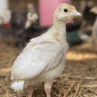 White Turkey Poults (Baby Turkey Chicks) - Available  9th August