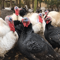 White Turkey Poults (Baby Turkey Chicks) - Available  9th August