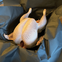 White Turkey Poults (Baby Turkey Chicks) - Available  9th August