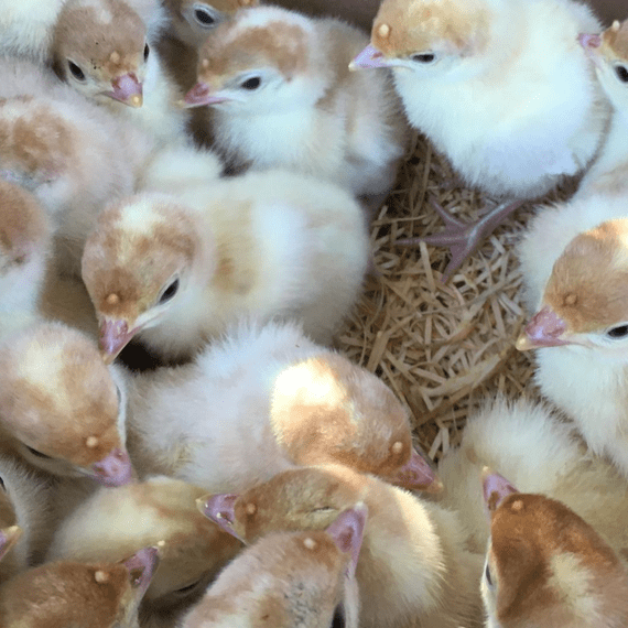 White Turkey Poults (Baby Turkey Chicks) - Available  9th August