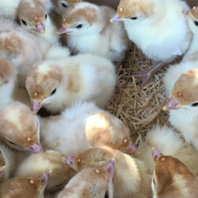 White Turkey Poults (Baby Turkey Chicks) - Reserve For July 11th 2026