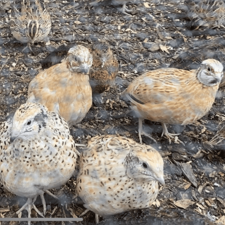 XL Giant Jumbo Quails Feather Sexable