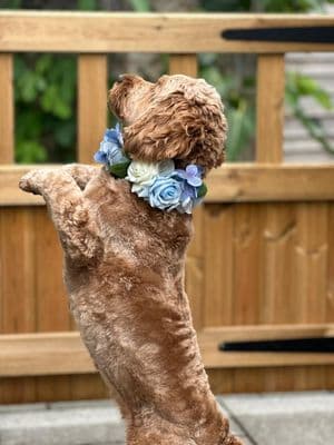 Dusty Blue Floral Dog Collar - Ivory Rose Ring Bearer Dog Collar -  Artificial Rose Dog Collar