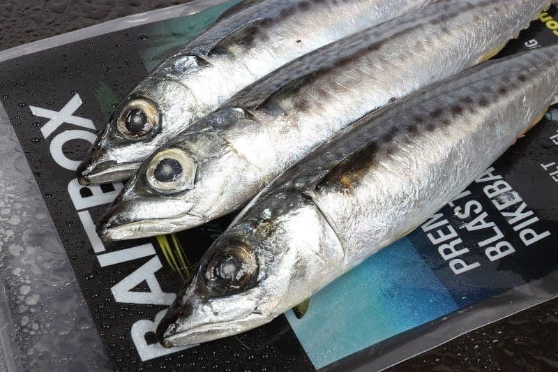 Mini Joey Mackerel x 4