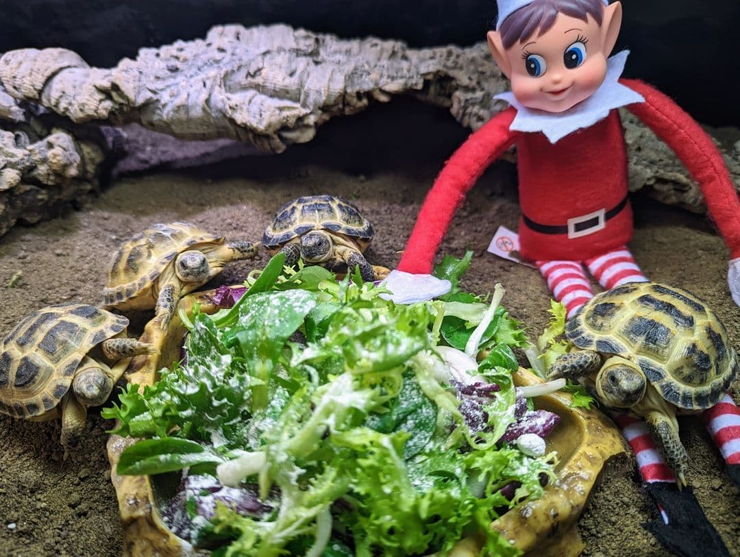 🎅🎄Christmas Opening Hours🎄🎅