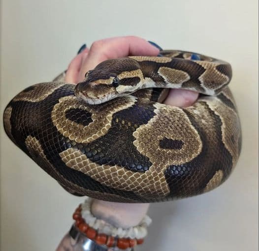 Setting up for a royal python