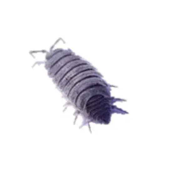 Powder Blue Isopods Tub of 45