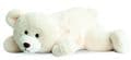 Historie D' Ours  Snow Polar Bear