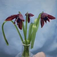 Handmade Glass Flowers - Red Fuschia
